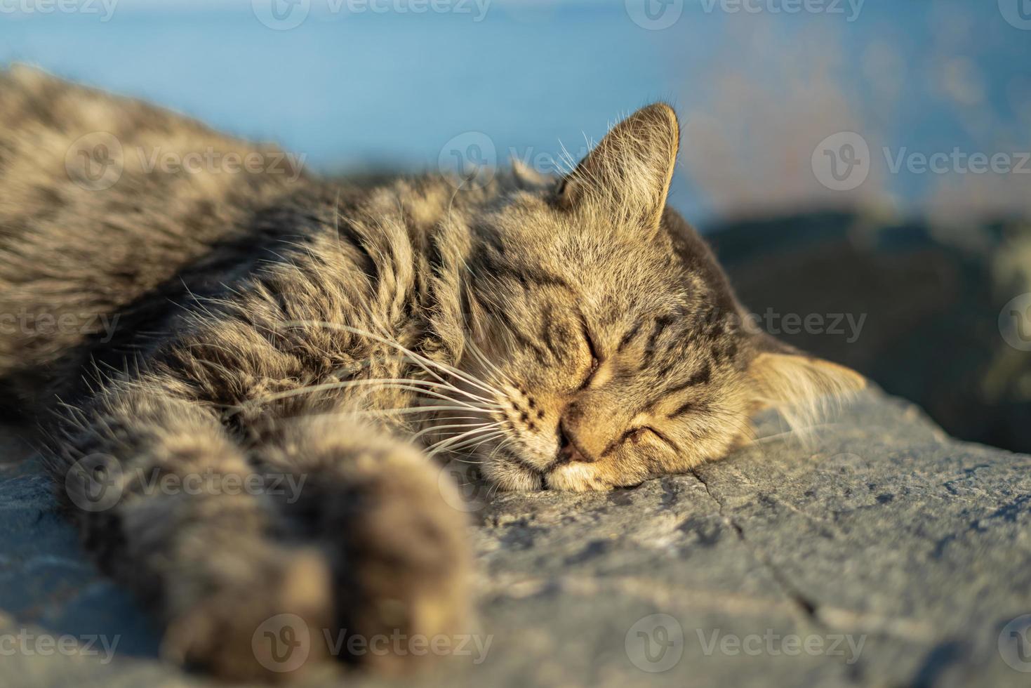 gatto a pelo lungo che dorme sulla roccia foto