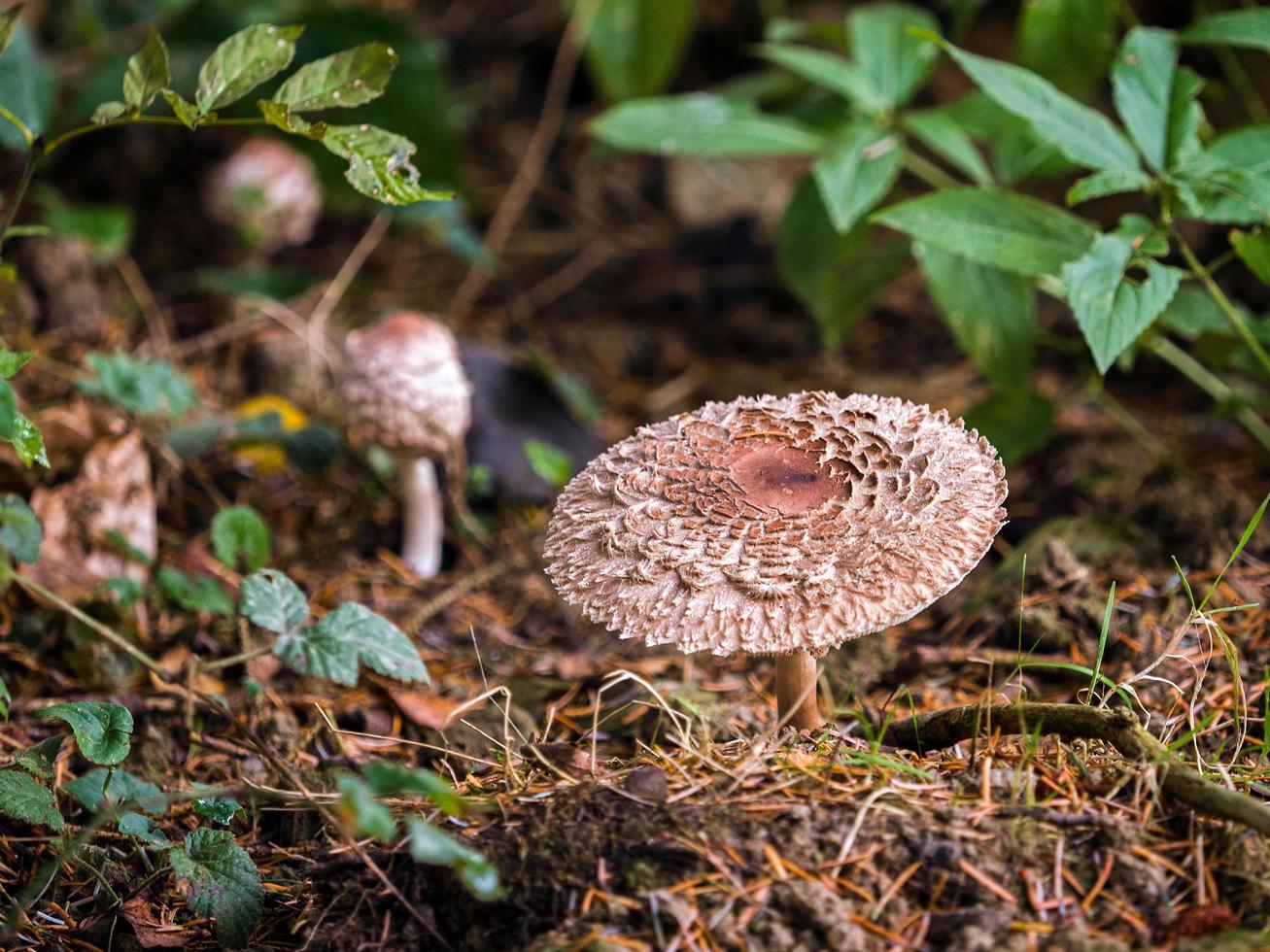 fungo alterato nella riserva naturale di Warham foto