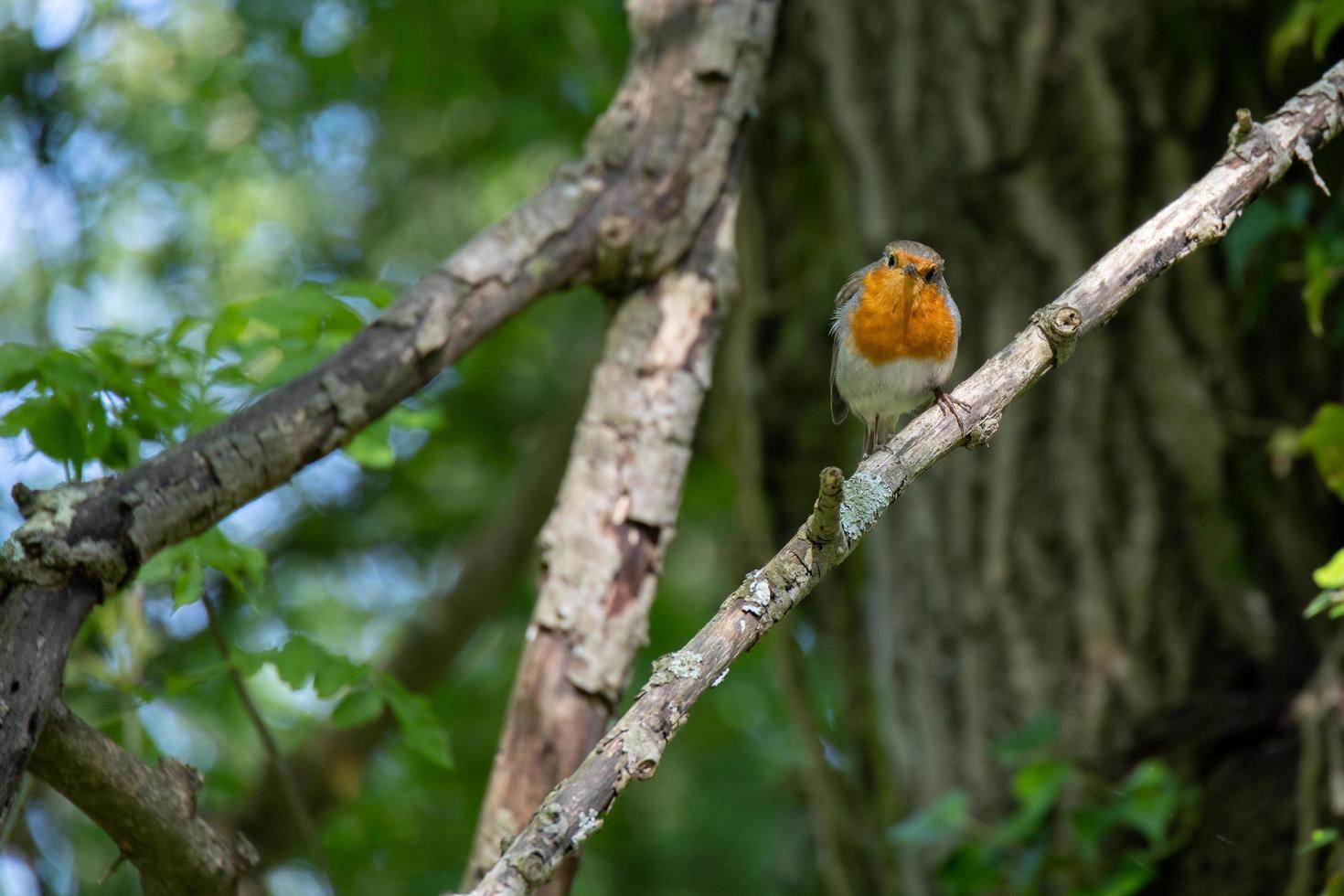 pettirosso che canta su un albero in una giornata di primavera foto