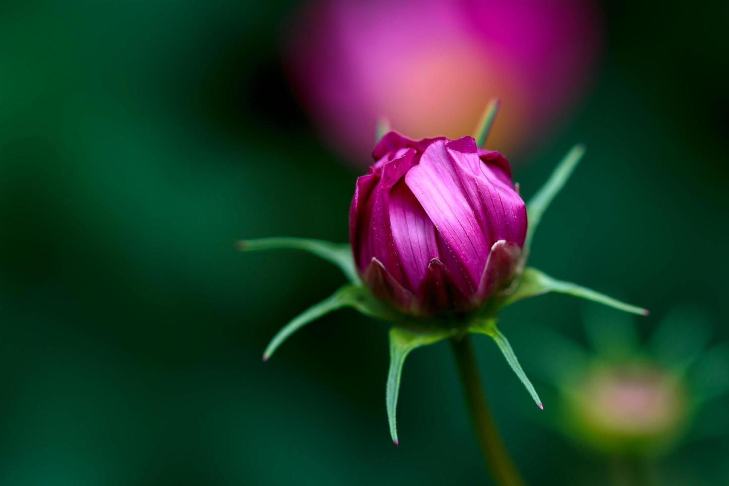 bocciolo di fiore del cosmo foto