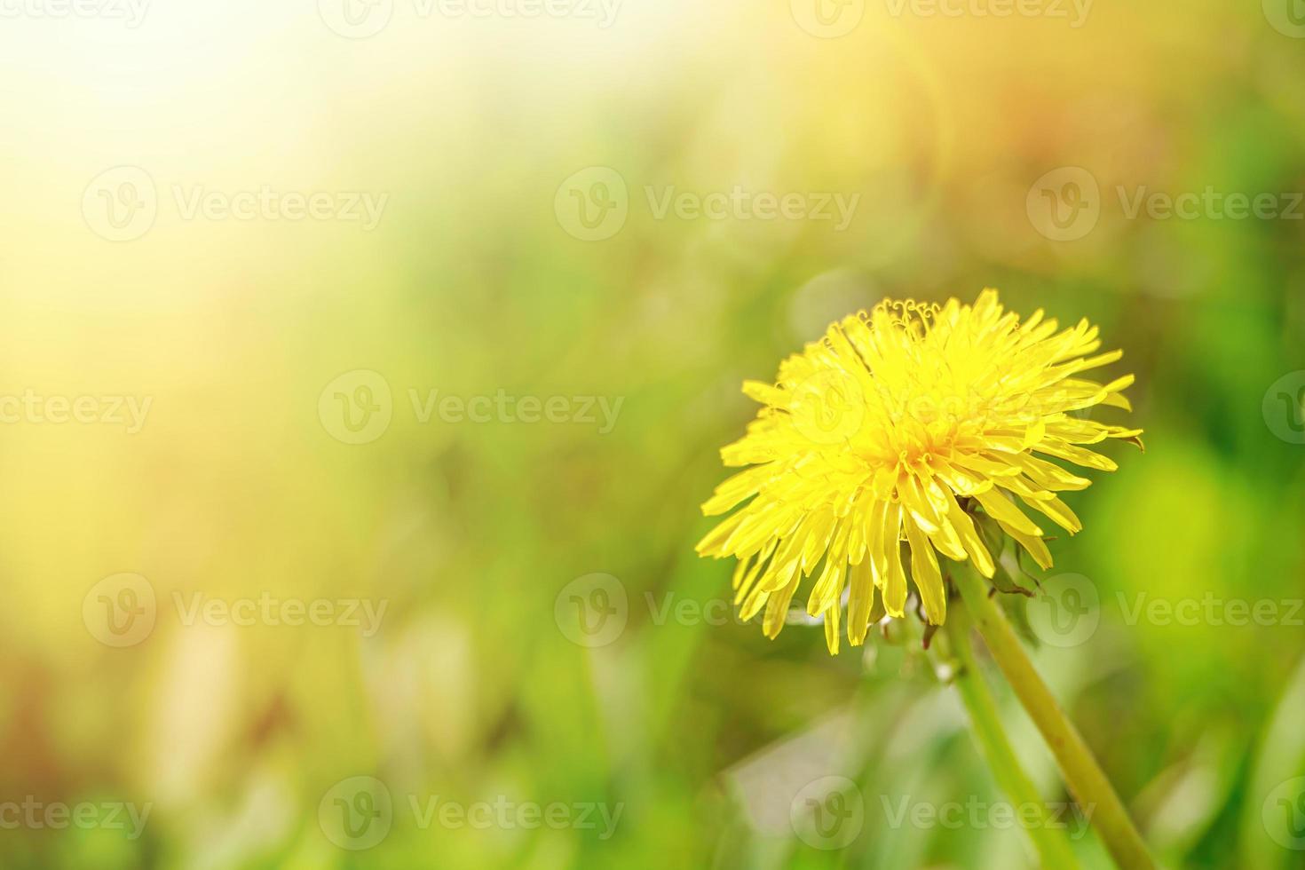 primo piano in fiore giallo del dente di leone nel prato. fiore di primavera al sole. foto