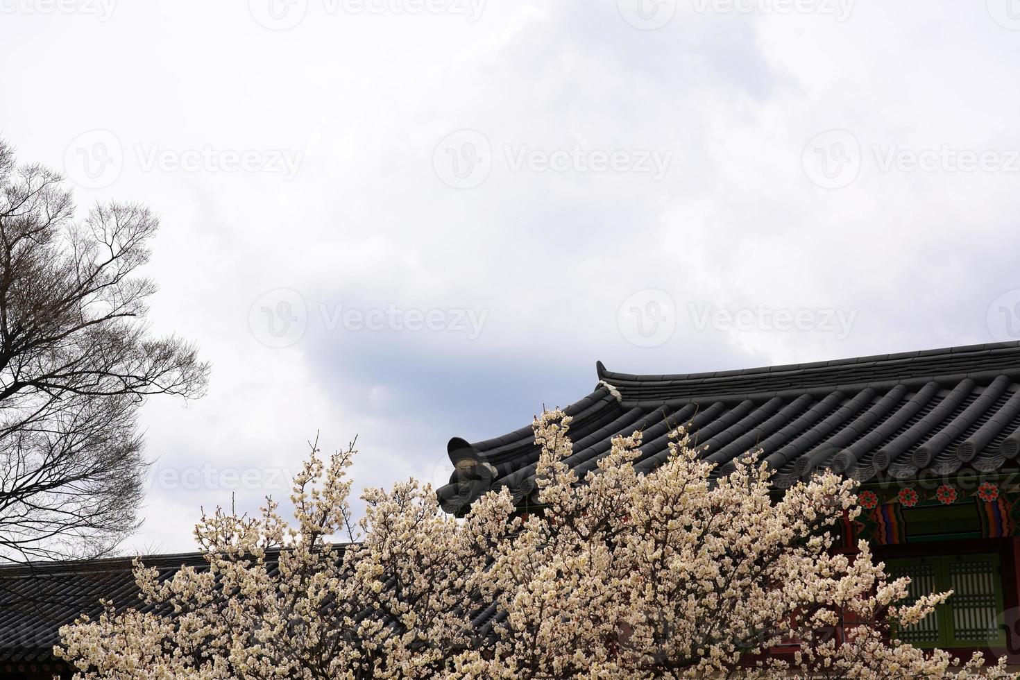 prugna fiore di primavera, un fiore di prugna in fiore foto