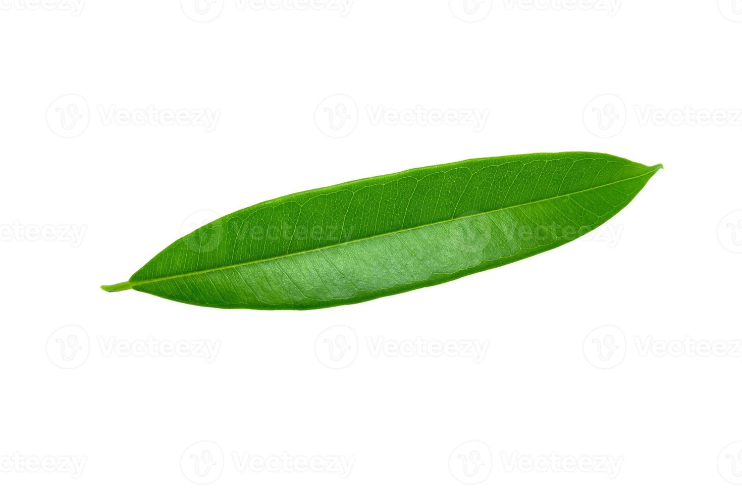 foglie verdi isolate su sfondo bianco, tracciato di ritaglio foto