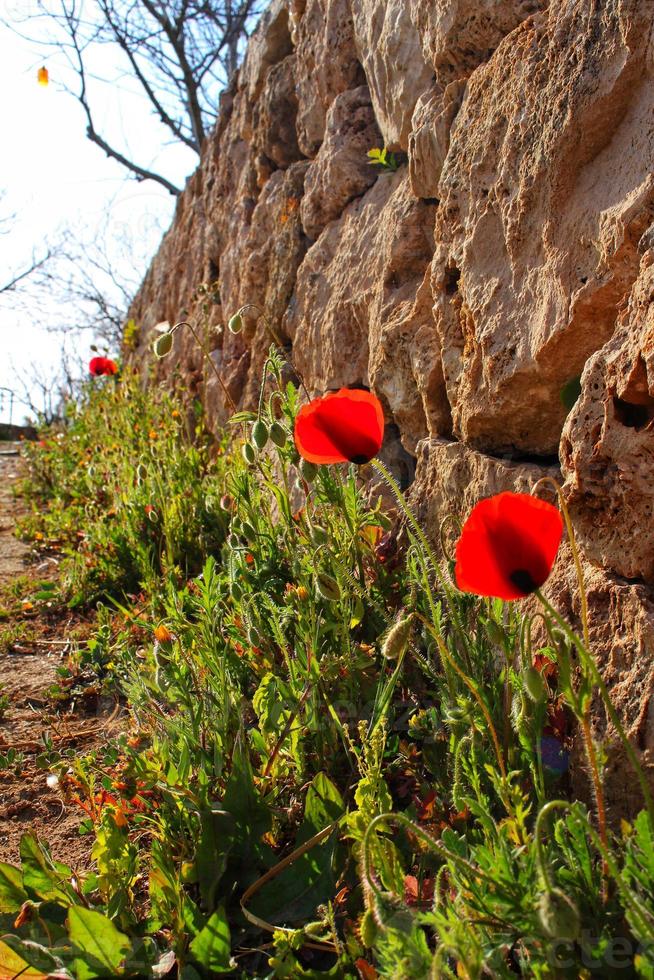 papaveri in fiore sulla strada foto