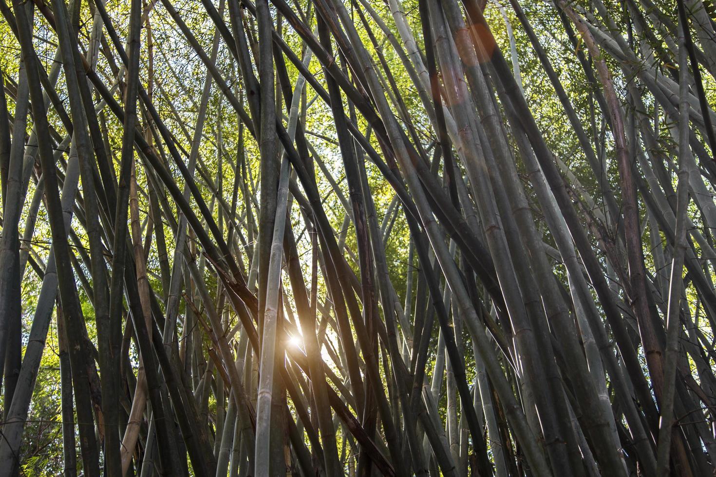alto albero di bambù sul cielo foto