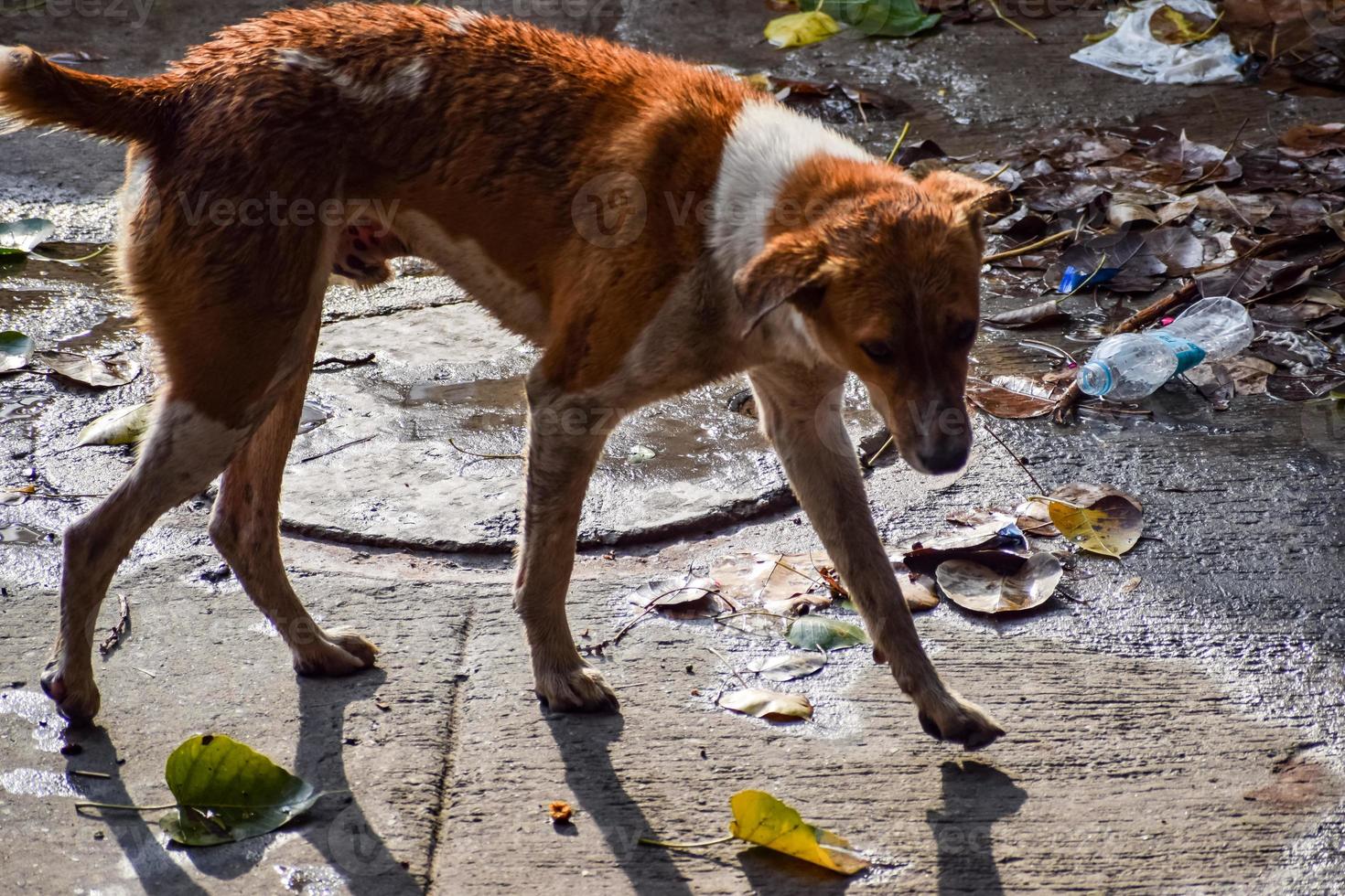 cane di strada alla ricerca di cibo straordinario, cane nella zona della vecchia delhi chandni chowk nella nuova delhi, india, fotografia di strada del delhi foto