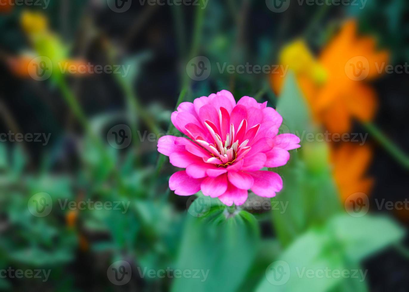 fiori di zinnia rosa in piena fioritura, sfondo sfocato morbido foto