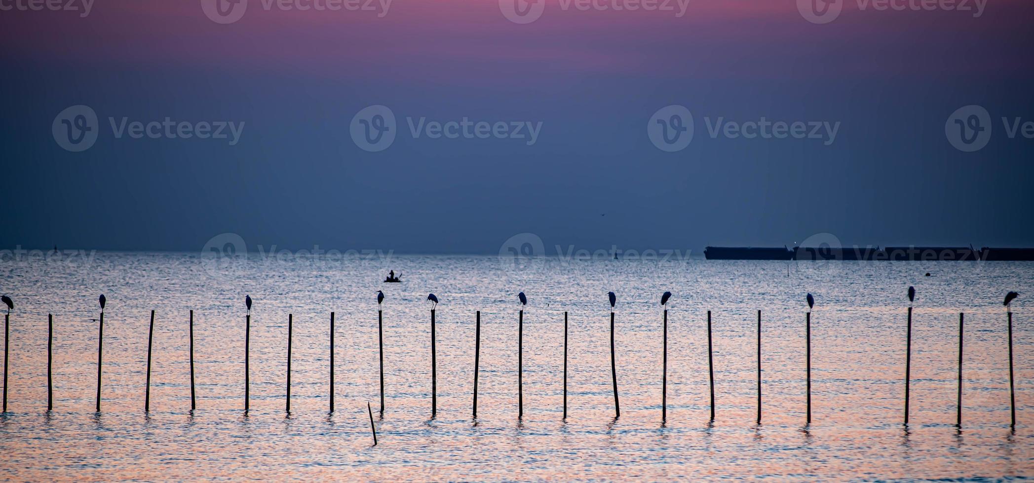 paesaggio di gabbiani che volano durante il tramonto la sera. foto