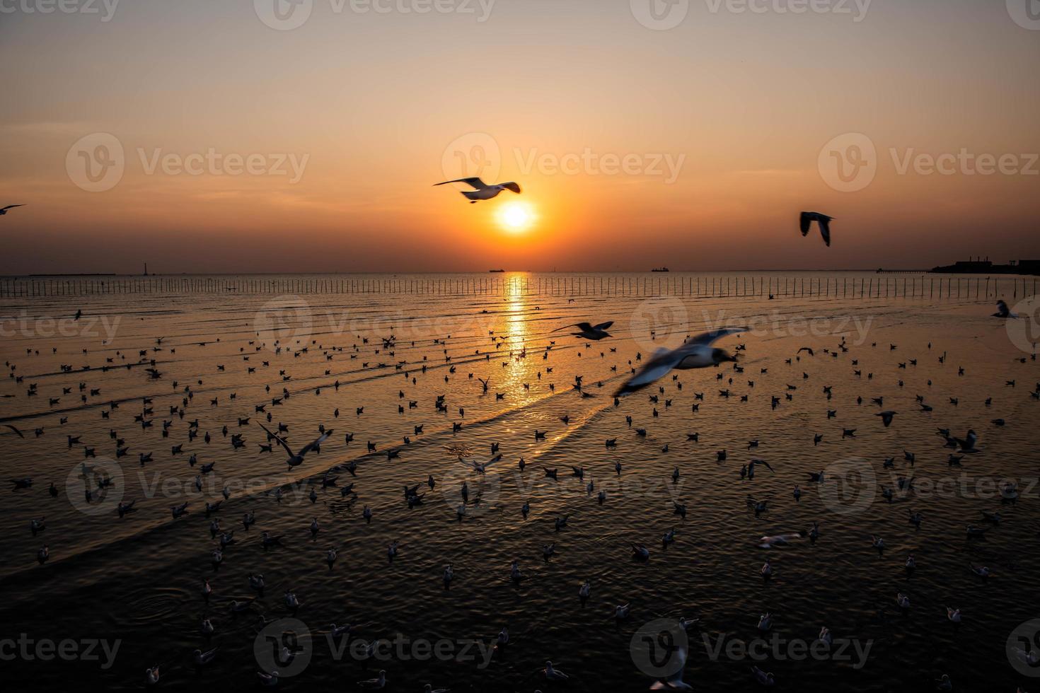 paesaggio di gabbiani che volano durante il tramonto la sera. foto