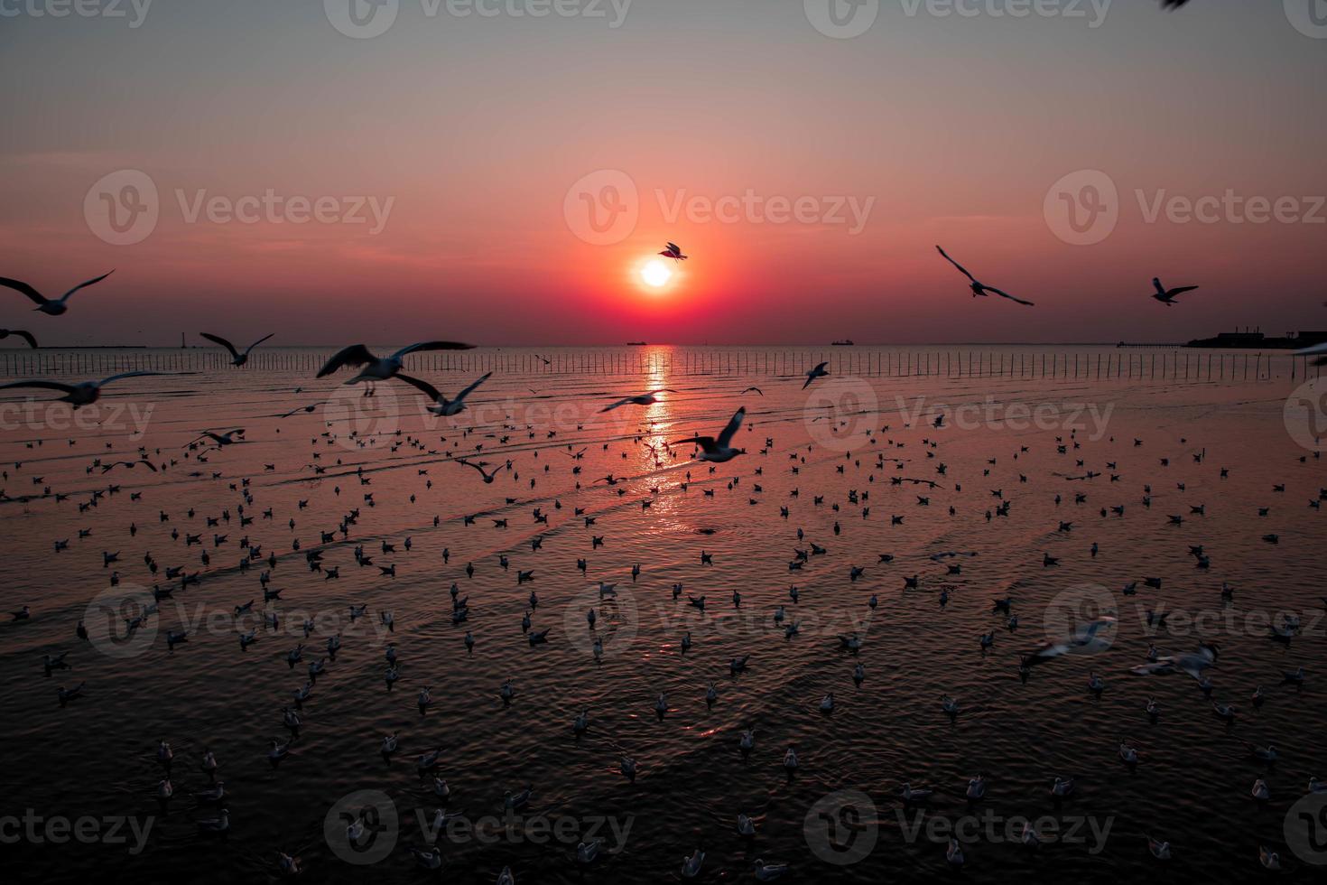 paesaggio di gabbiani che volano durante il tramonto la sera. foto