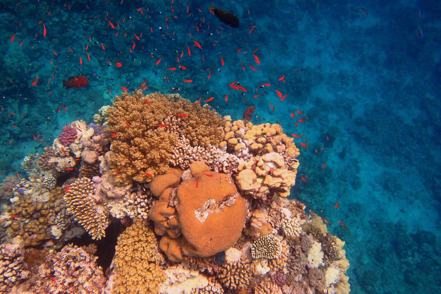coralli colorati e tanti pesci colorati foto