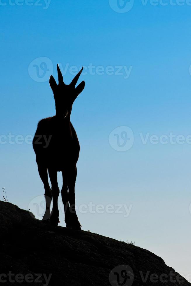 stambecco in silhouette guarda lontano nel cielo foto