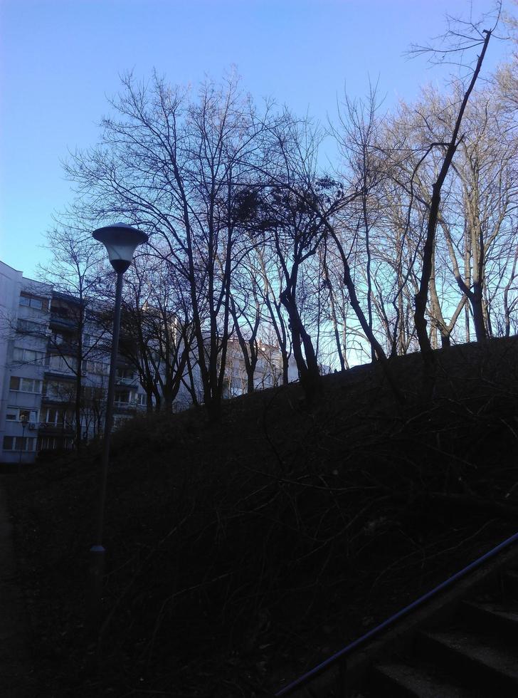 alberi fuori all'aperto nel parco foto