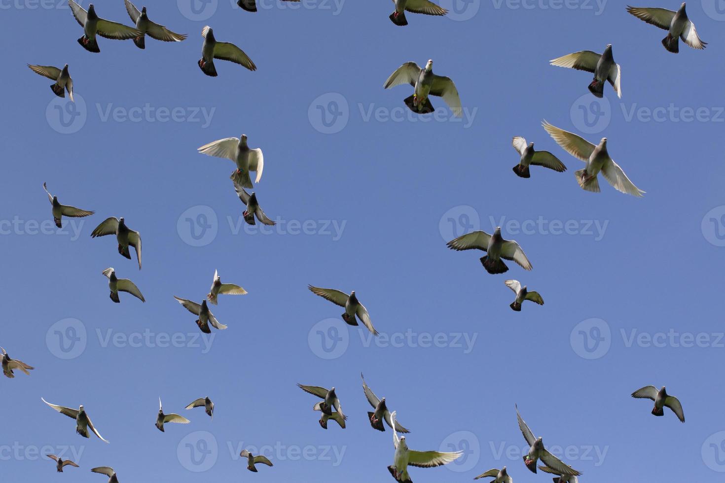 gregge di piccione da corsa di velocità uccello che vola contro il cielo blu chiaro foto