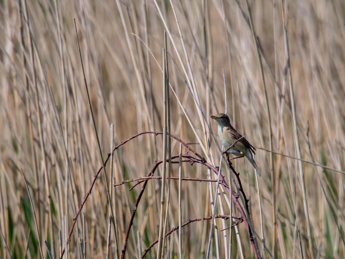 cannaiola a covehithe nel suffolk foto