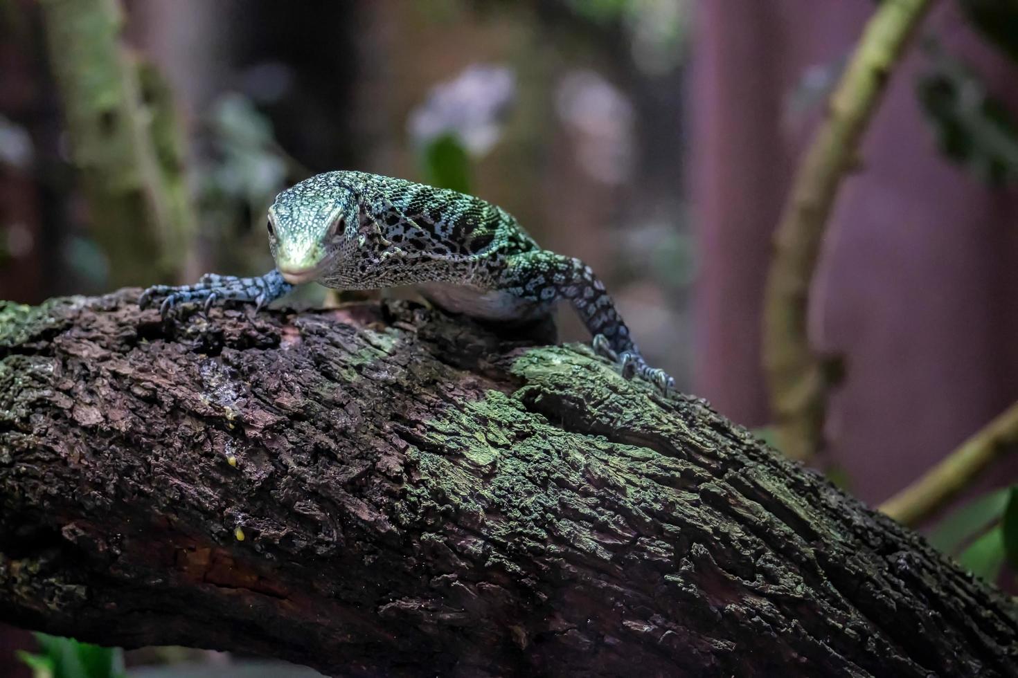 fuengirola, andalucia, spagna, 2016. smeraldo albero monitor al bioparco foto