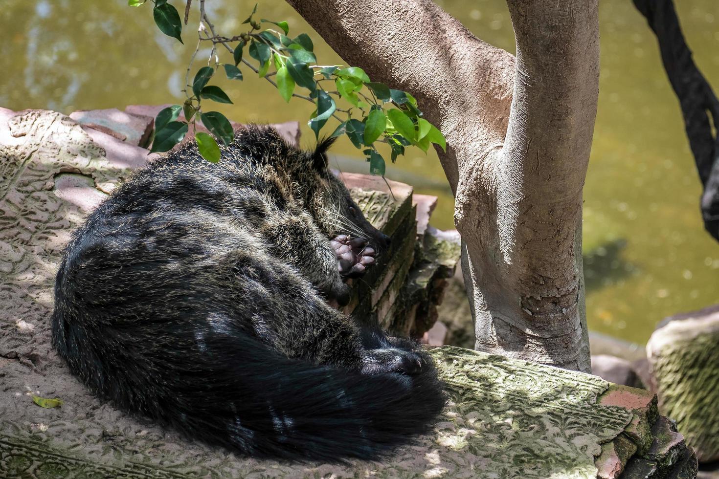 fuengirola, andalucia, spagna, 2016. binturong addormentato al bioparco foto