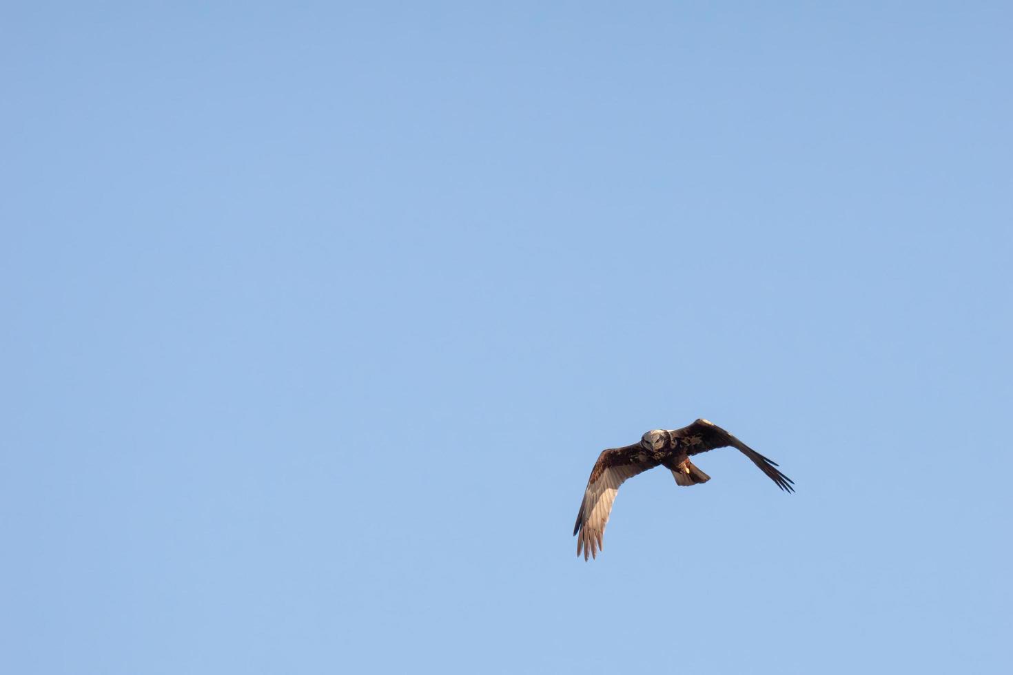 falco di palude caccia alle paludi di elmley in un pomeriggio d'inverno foto