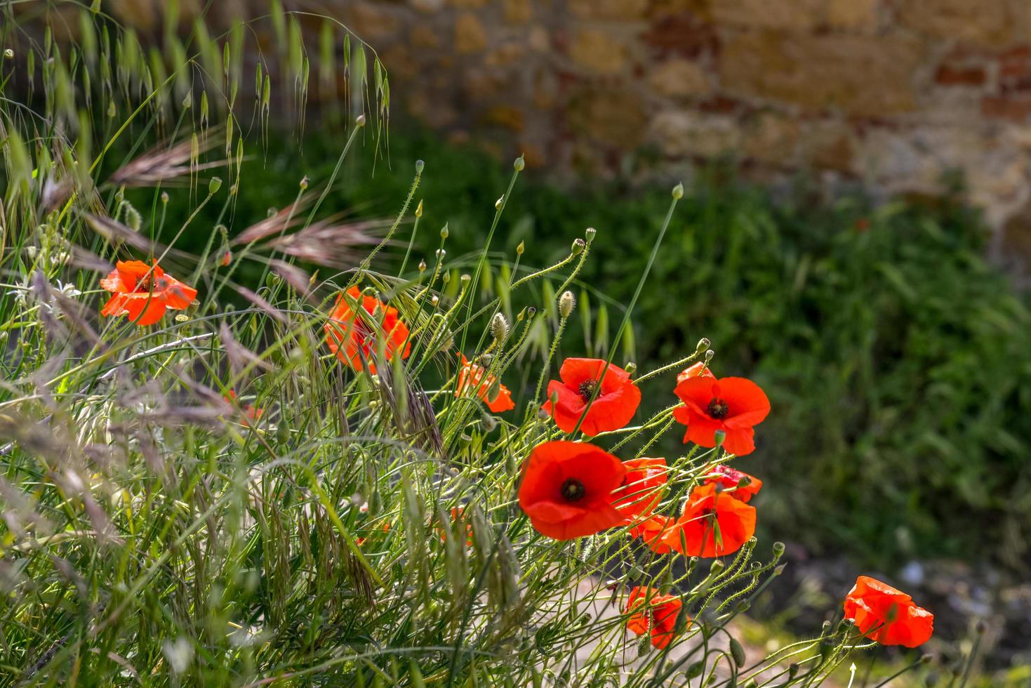 papaveri in fiore lungo il ciglio della strada in val d'orcia toscana foto