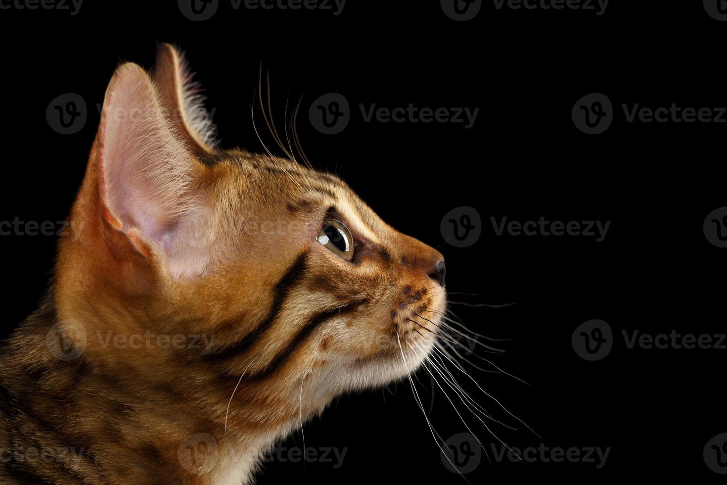gattino del Bengala del primo piano nel profilo sul nero foto