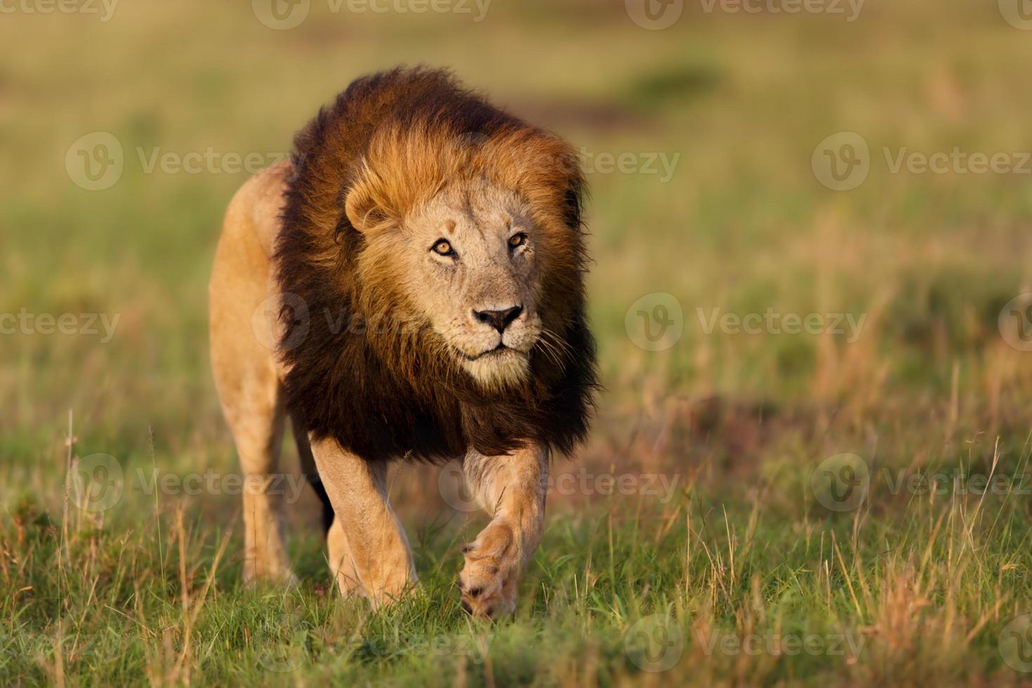 Lion Notch 2 a Masai Mara, in Kenya foto