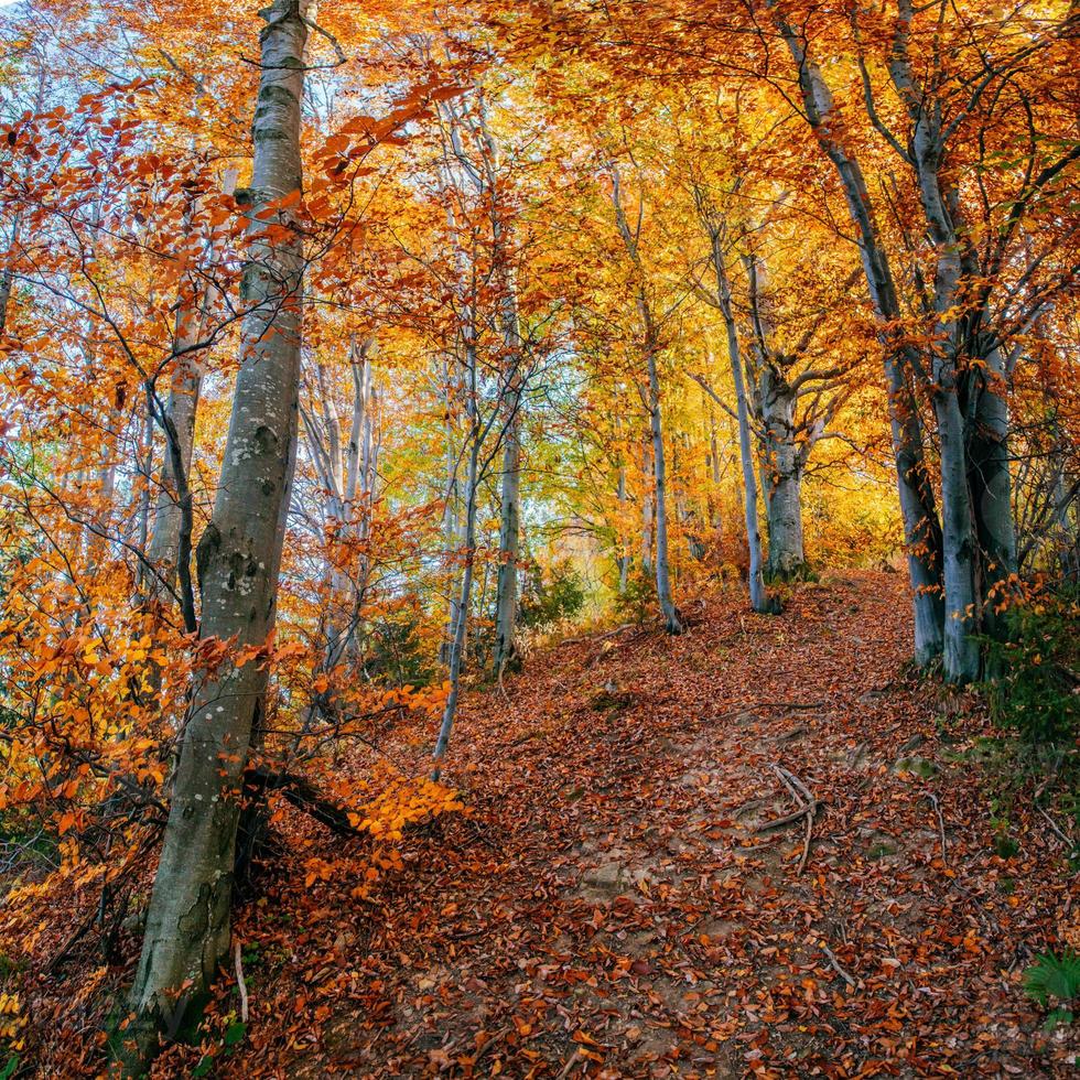 strada forestale in autunno. foto