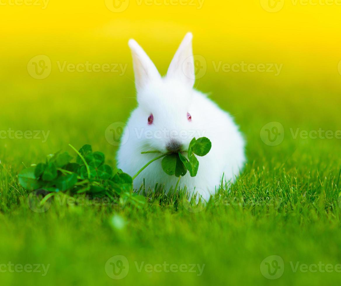 coniglio bianco bambino divertente in erba foto