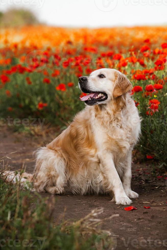 cane labrador retriever. cane da riporto dorato sull'erba. adorabile cane in fiori di papavero. foto