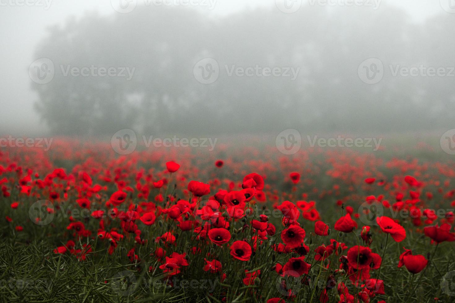 bellissimo campo di papaveri rossi nella luce del tramonto. primo piano di fiori di papavero rosso in un campo. sfondo di fiori rossi. natura meravigliosa. paesaggio. romantici fiori rossi. foto