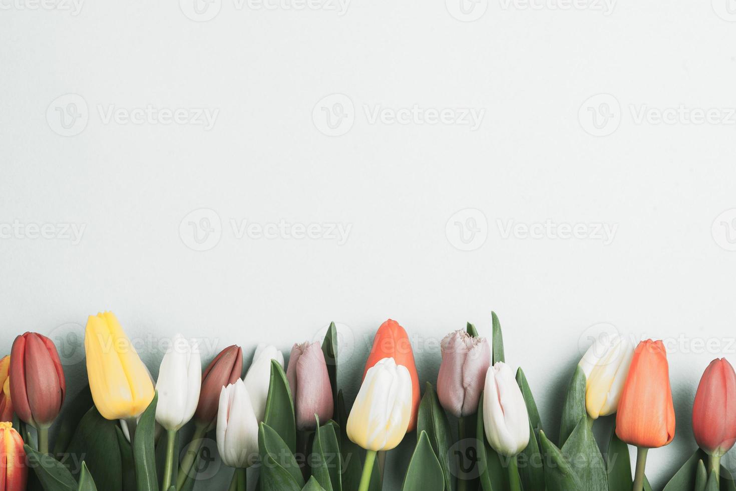 banner con bouquet di tulipani nei colori rosa e bianco. concetto di primavera, festa della donna, festa della mamma, 8 marzo, i saluti delle vacanze foto