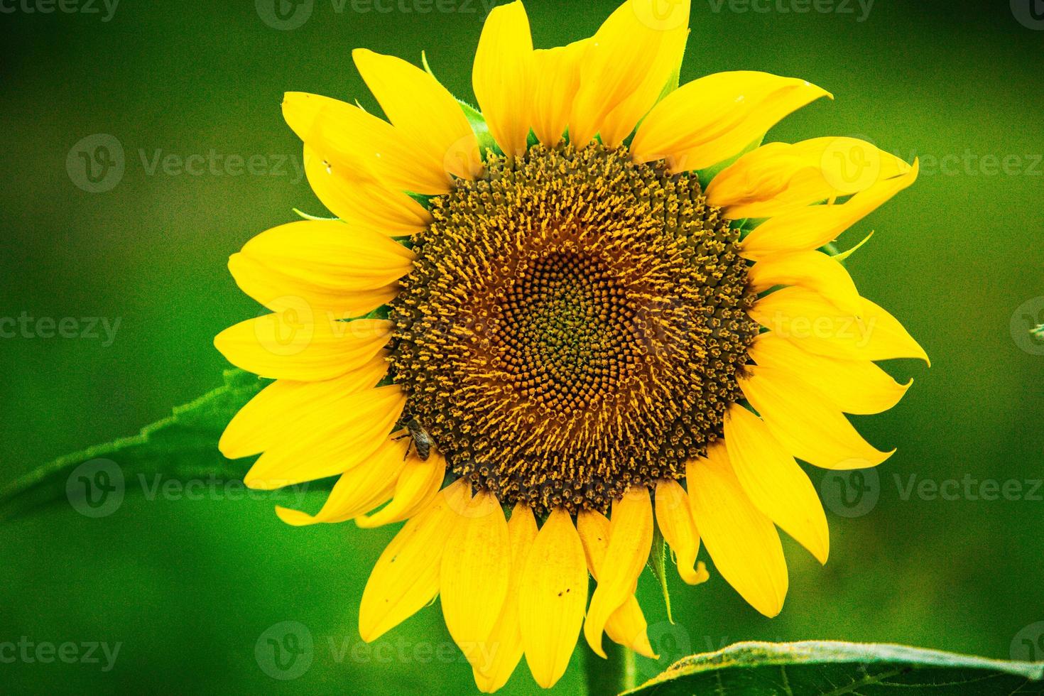 bellissimo campo di girasoli in fiore contro la luce dorata del tramonto e lo sfondo sfocato del paesaggio. foto