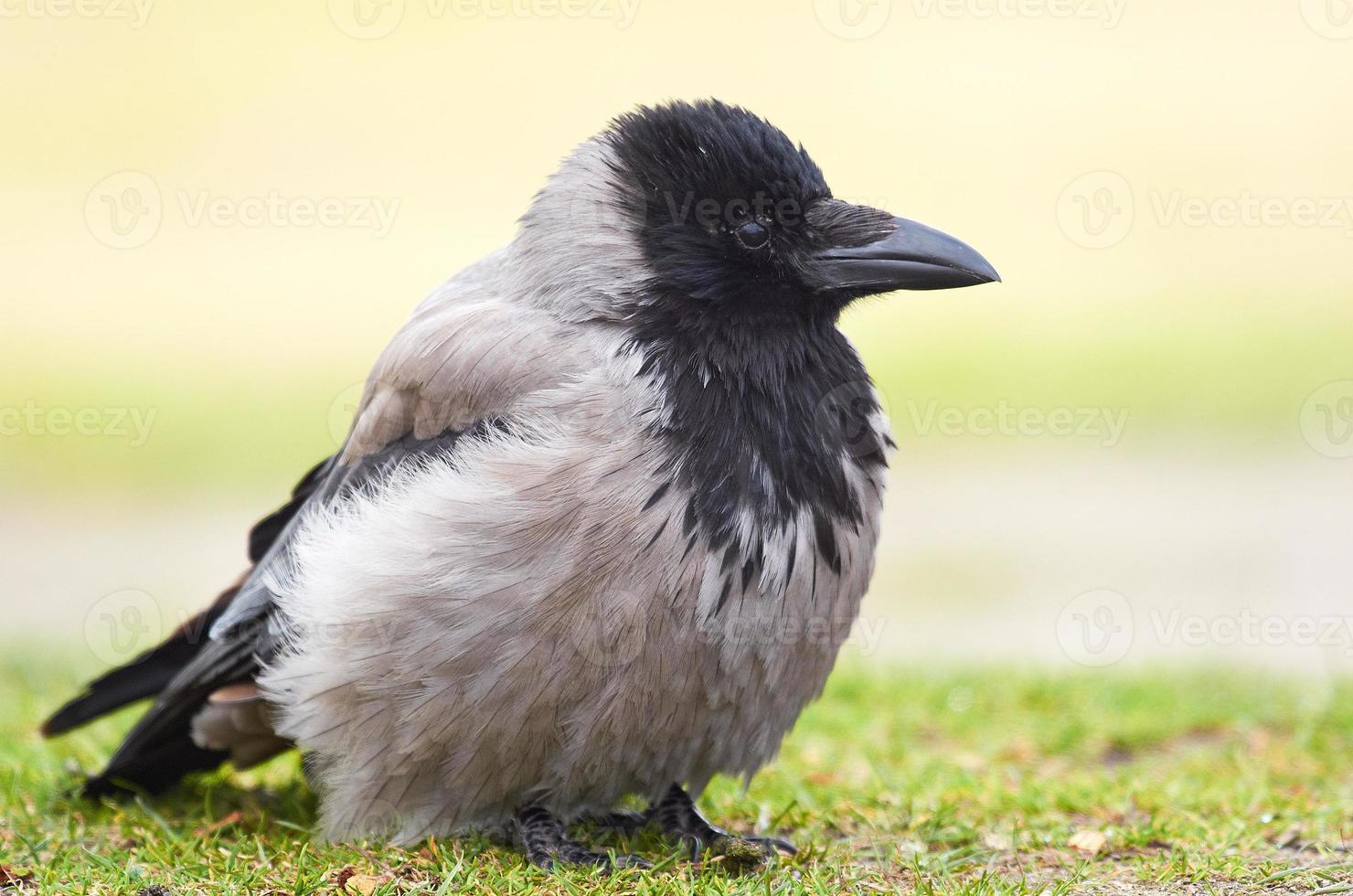 corvo incappucciato (corvus cornix) foto