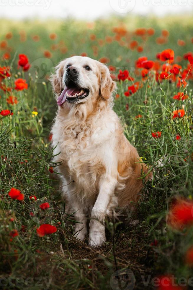 cane labrador retriever. cane da riporto dorato sull'erba. adorabile cane in fiori di papavero. foto