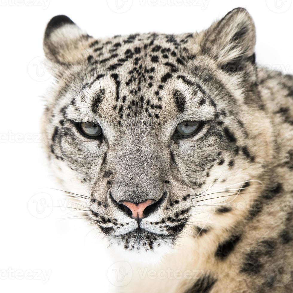 snow leopard xvi foto