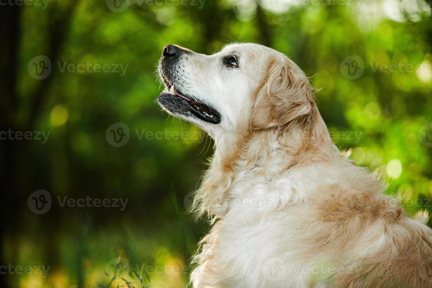 cane labrador retriever. cane da riporto dorato sull'erba. adorabile cane in fiori di papavero. foto