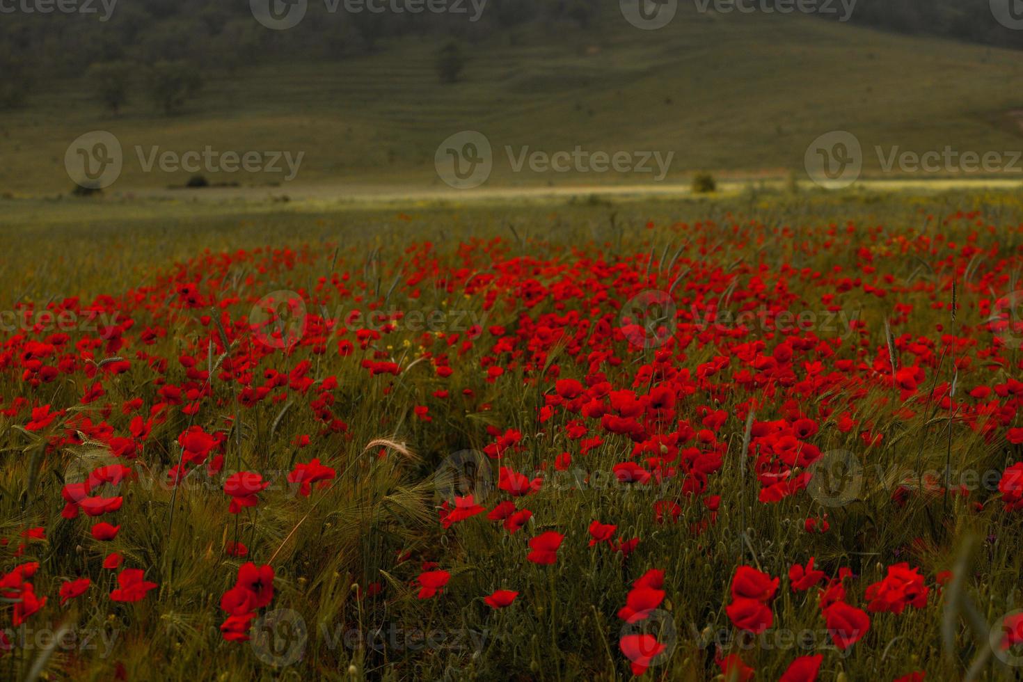 bellissimo campo di papaveri rossi nella luce del tramonto. primo piano di fiori di papavero rosso in un campo. sfondo di fiori rossi. natura meravigliosa. paesaggio. romantici fiori rossi. foto