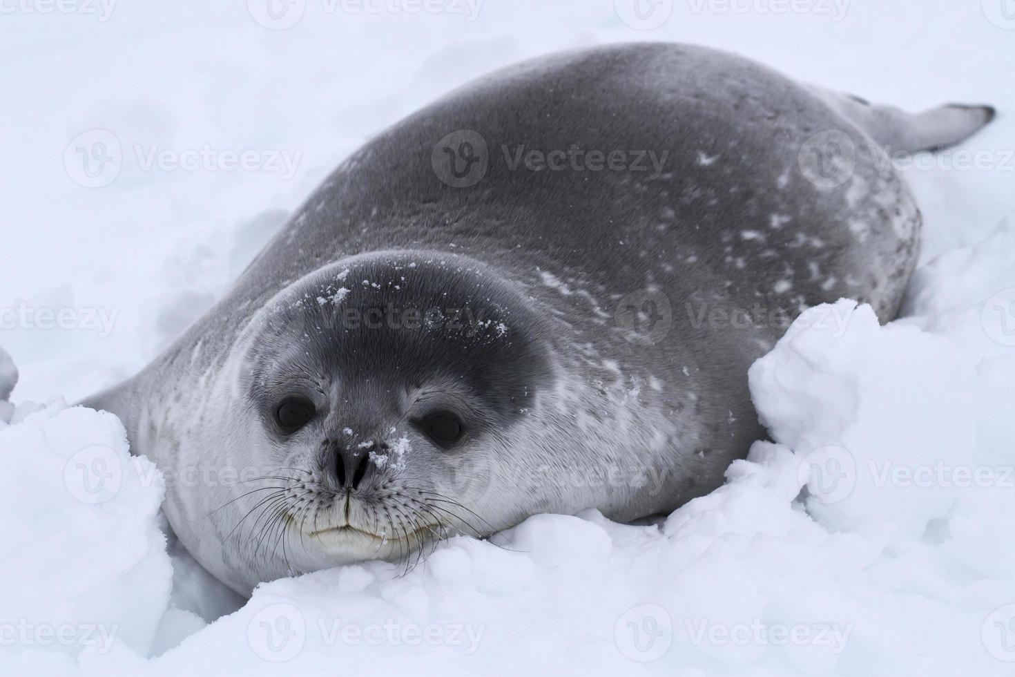 cucciolo di foca di Weddell nella neve in Antartide foto