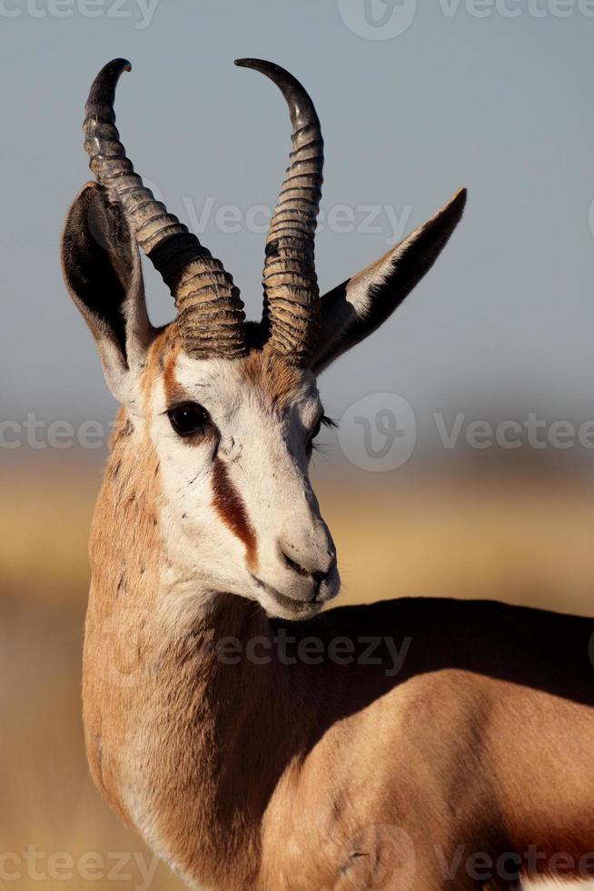 primo piano maschio dell'antilope saltante, etosha np, Namibia foto