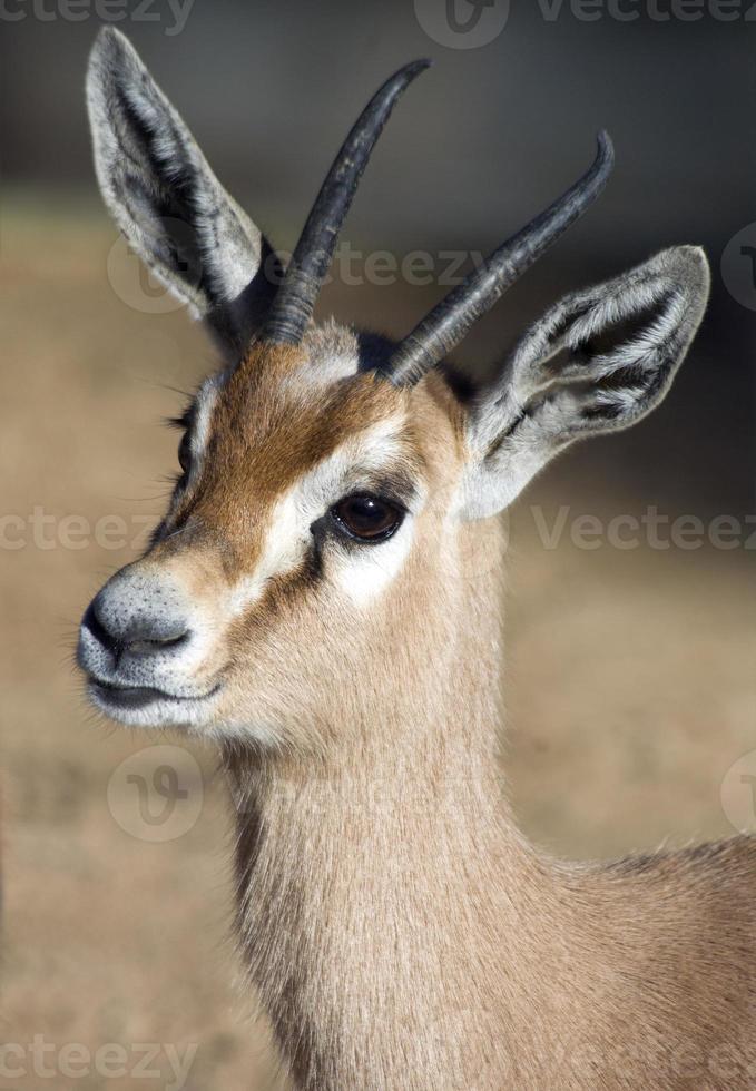 gazella dorcas foto
