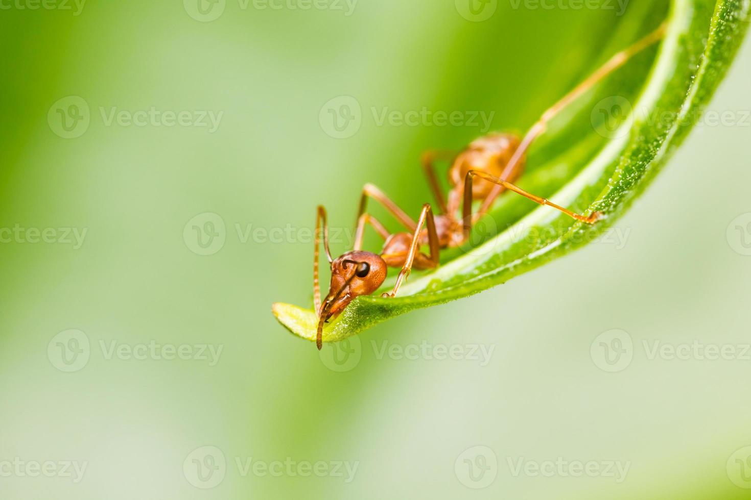 formica rossa su foglia verde foto
