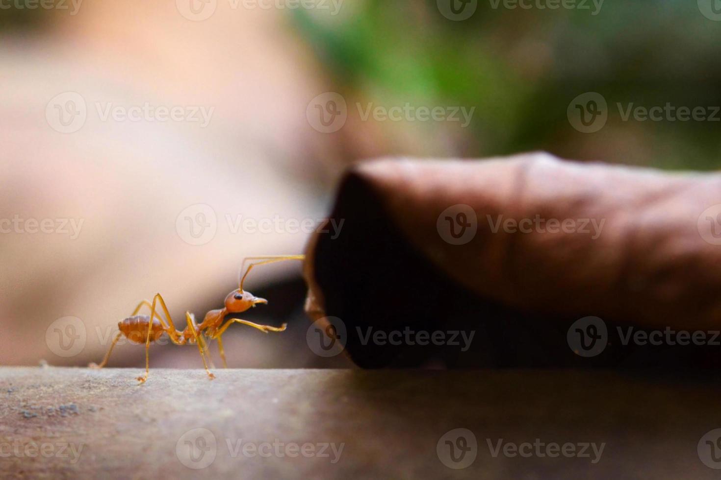 piccolo mondo di formica (macro, ambiente di messa a fuoco selettiva su sfondo foglia) foto