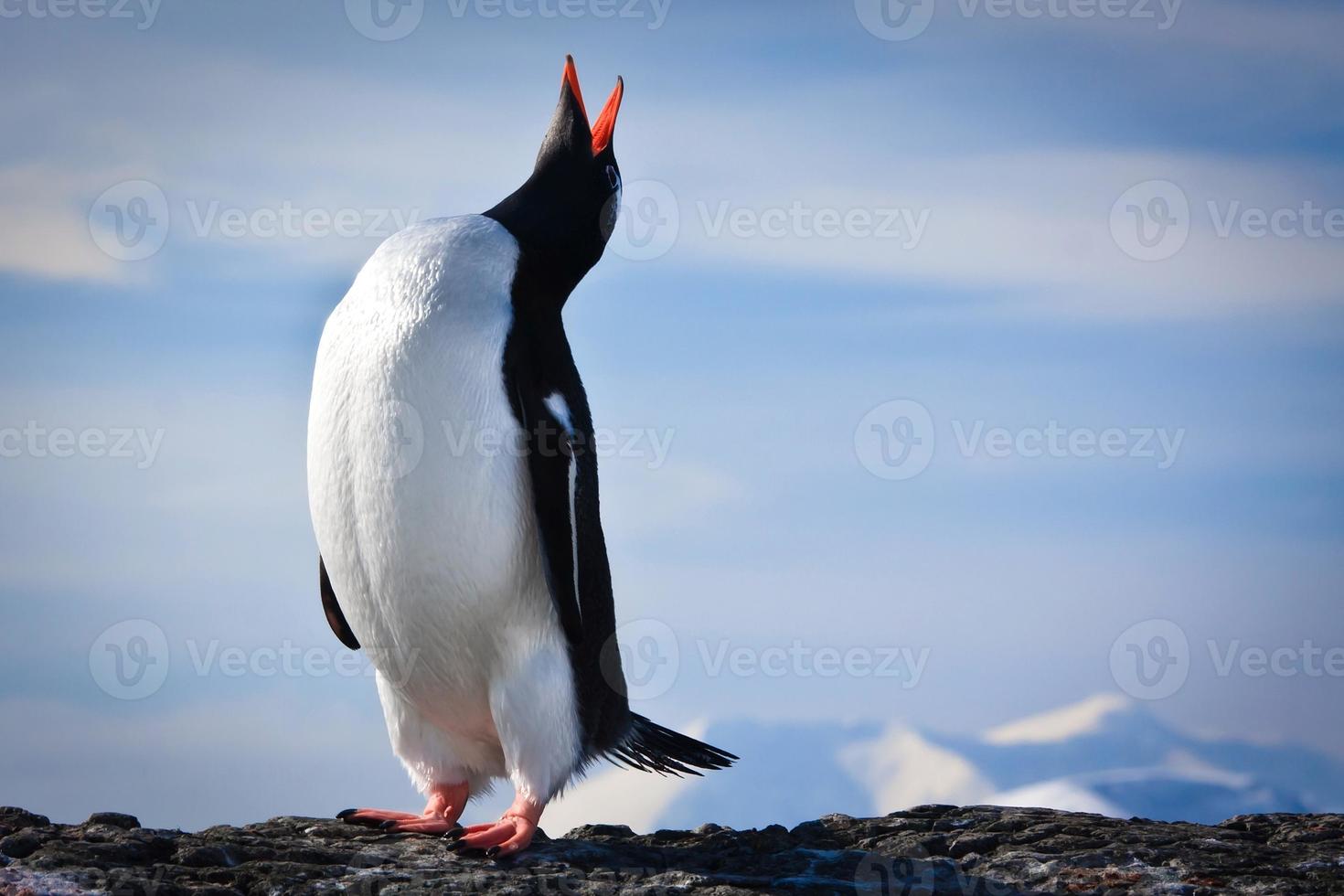 pinguino sulle rocce foto