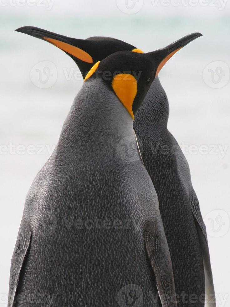 coppia di becchi incrociati di re pinguino. foto