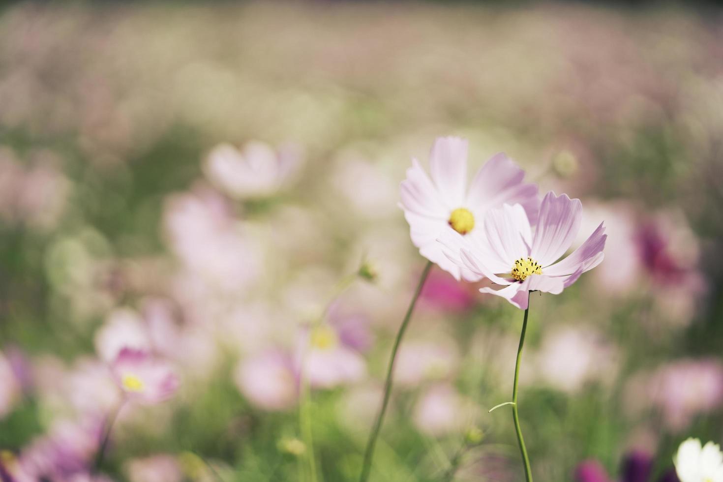 bellissimo fiore rosa cosmo nel giardino. foto