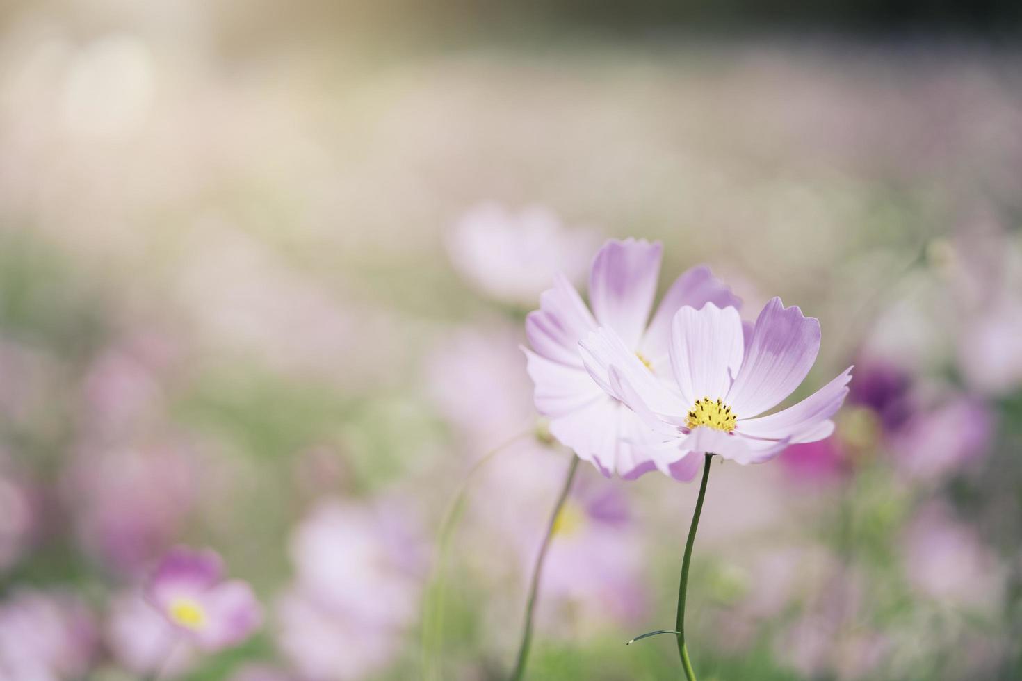 bellissimo fiore rosa cosmo nel giardino. foto