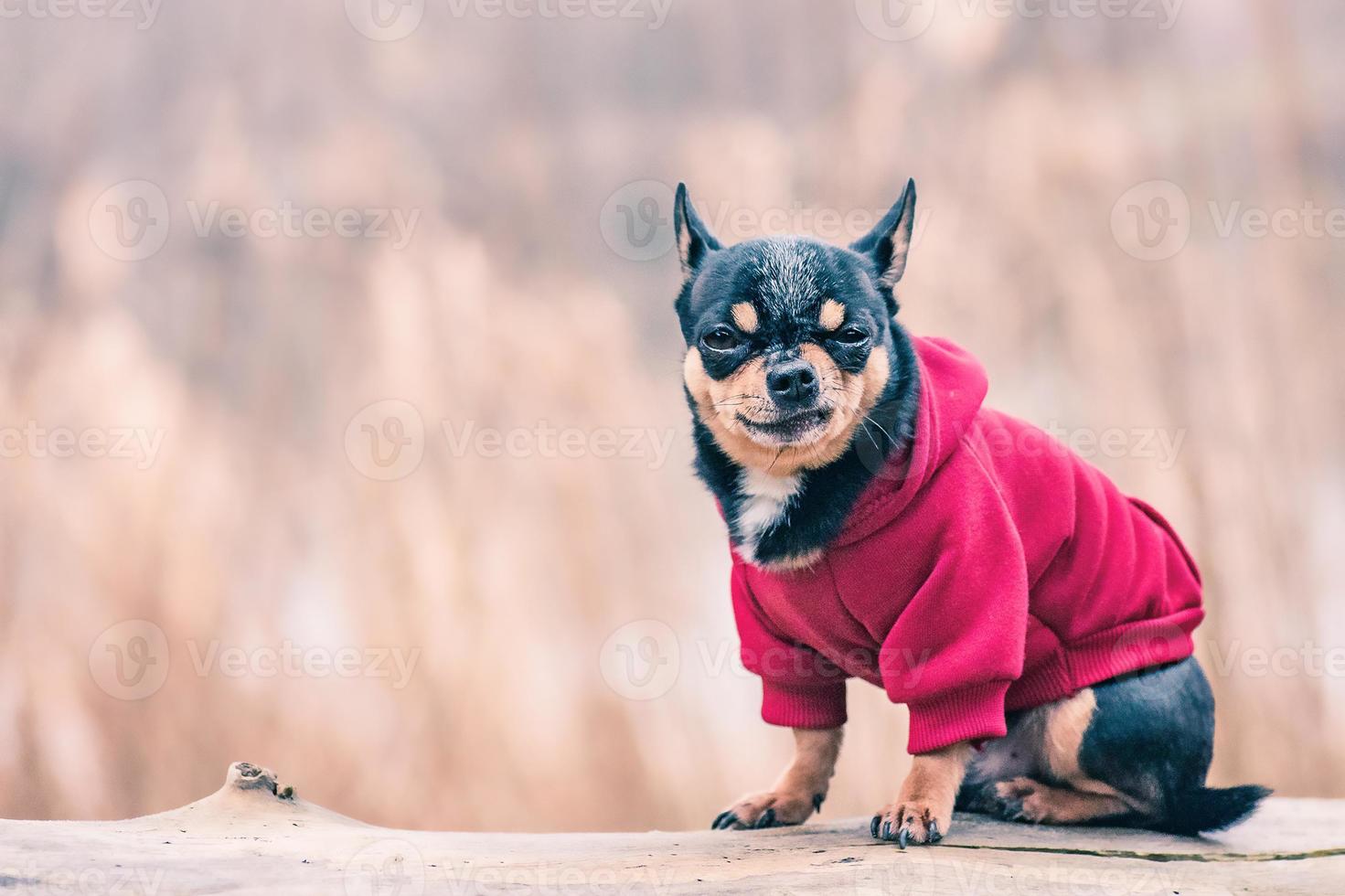 cane chihuahua in vestiti. animale domestico su uno sfondo sfocato. foto