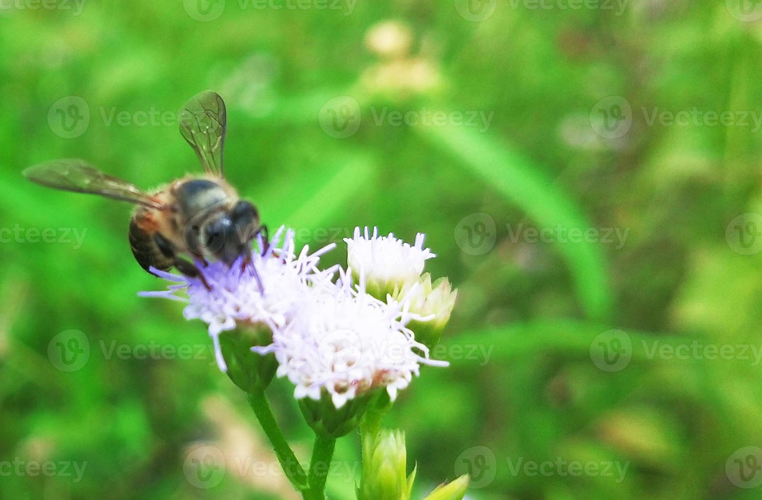 animali da vicino foto