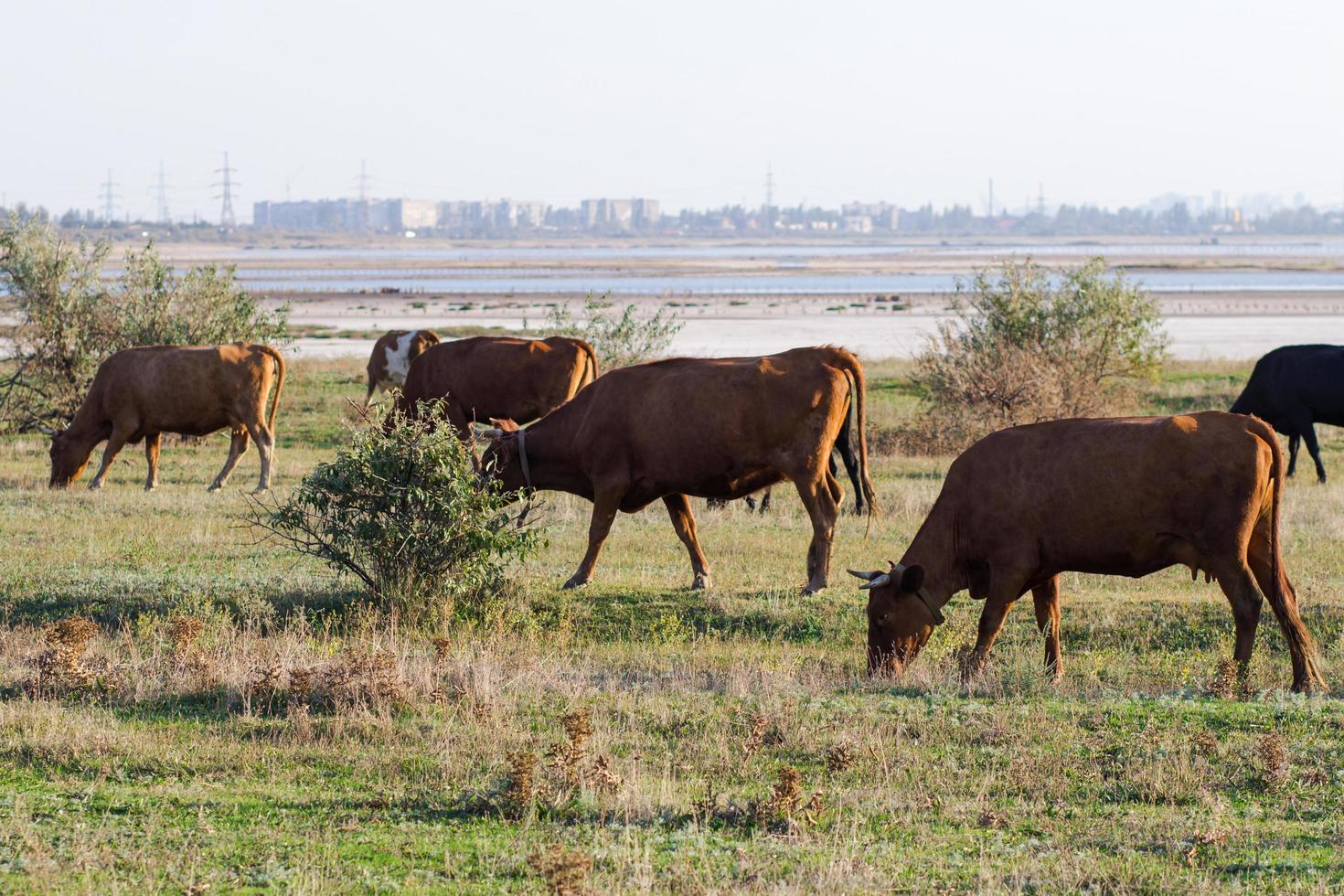 mandria di mucche nel prato estivo, mucche al pascolo nell'erba. foto