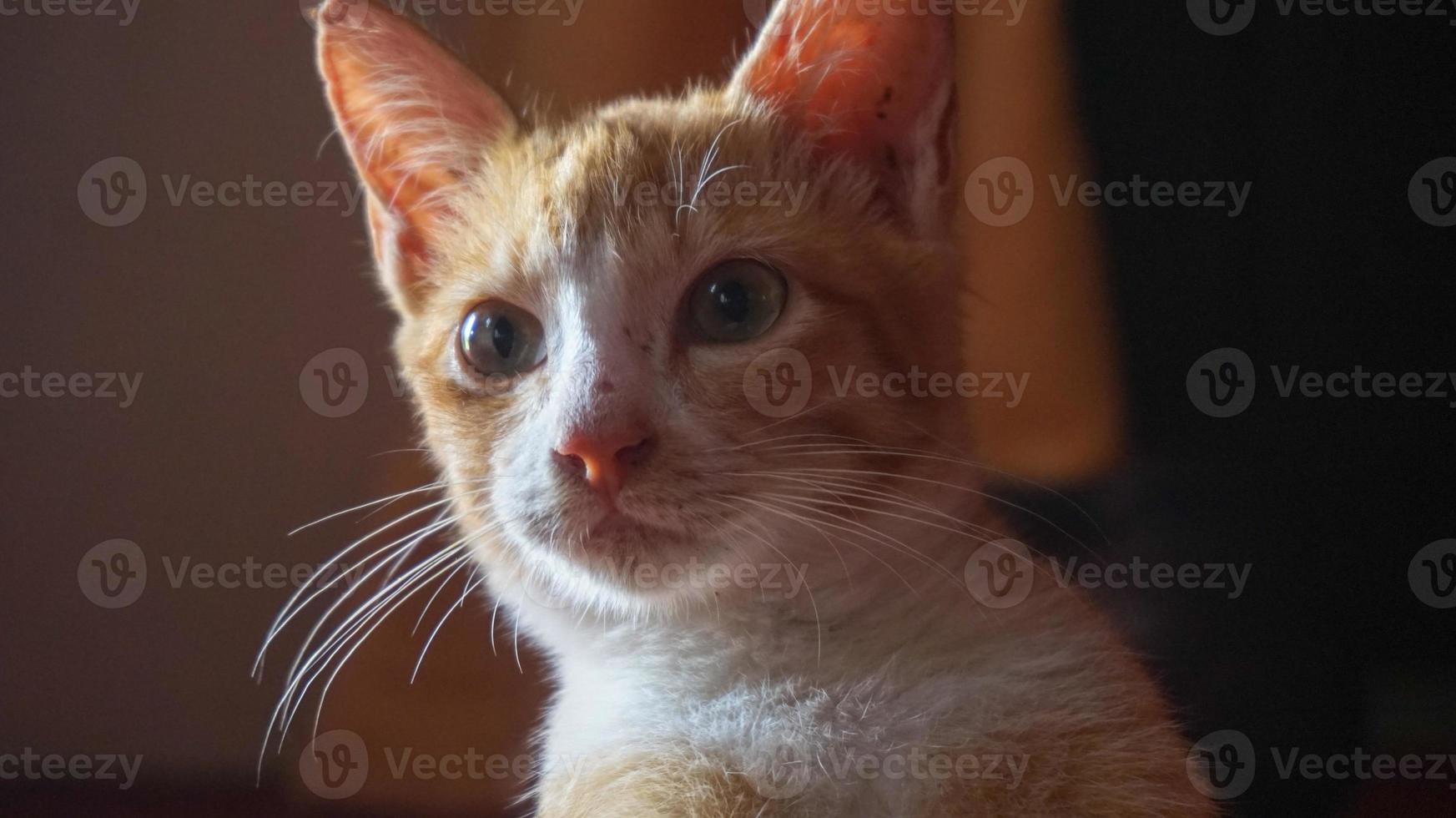 un gatto arancione che dorme e gioca in una casa naturale foto