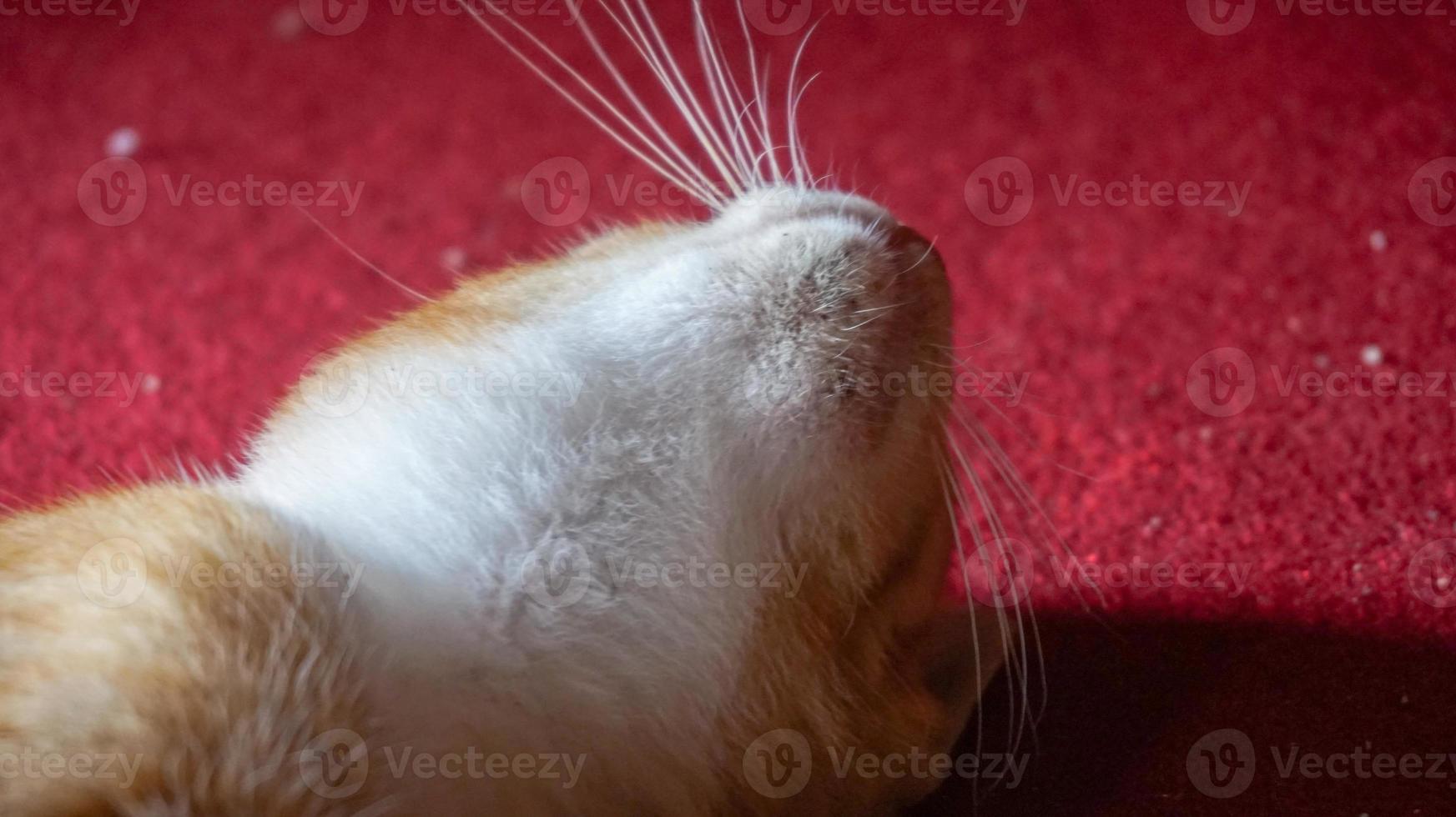 un gatto arancione che dorme e gioca in una casa naturale foto